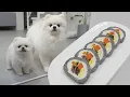 Download Lagu 루퐁이 밥을 만들 수 밖에 없는 이유 (feat. 강아지 김밥)