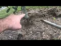 Caring for young Southern Live Oaks