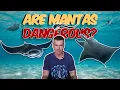Manta Rays vs Stingrays Are Mantas Dangerous