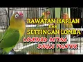Download Lagu Rawatan dan Settingan Lomba Lovebird Betina Single Fighter