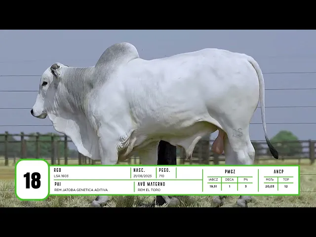 Touro Nelore LSA - 1603