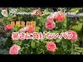 Download Lagu [Midsummer Roses] Roses blooming on August 20th #RoseCultivation #Roses