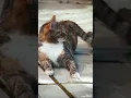 Download Lagu 😁 என்டா வாழ்கை இது #funny #dog #comedy #pets #petlover #cat