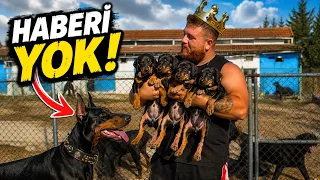 DOBERMAN DEDE’NİN YAVRULARI OLDU... Henüz Haberi Yok! 😱 (Tepkisi Ne Olacak?)
