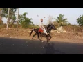 Download Lagu Kathiyawadi/marwari gaited horse 2