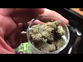 Lemon cookies weed strain