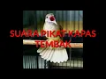 Download Lagu Suara Pikat Kapas Tembak Ampuh 100% Langsung Nyambar