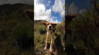 Ruta Del Monzón Shorts 