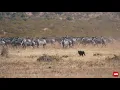 Download Lagu Lioness hunts large zebra herd [Best Video Clip 2019 entry]