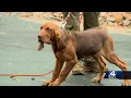 Ready or not Greenville County Sheriff s Office search and rescue dogs use hide and seek to find