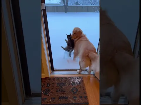Kindness 🐶 Dog Saves Cat from Deep Snow Adventure! #kindness #snowrescue #shorts