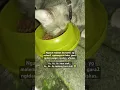 Download Lagu ngasuh bumil #catlover #cat #cats #catvideos #catshorts #catholic #shortpets #shortanimal