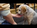 OCU Bookstore Dog PKG