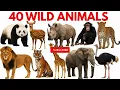40 Amazing Wild Animals | Zoo Animal Names & Sounds | Lion Tiger Elephant and More