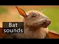 The weird sounds of Hammer headed fruit bats