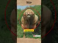 Download Lagu 2 BANTENG DENGAN BENTUK Paling ANEH di DUNIA #shorts