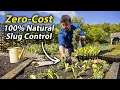 Lagu Simple Guide to Slug Control | How to Effectively Deal with Slugs in the Vegetable Garden