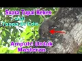 Lagu Suara tupai kekes asli direkam langsung dari alam untuk masteran burung || Sangat ampuh ||