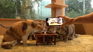 並んで食べる猫たちとゴールデンくうた