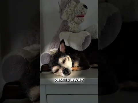The Dog’s Legacy Lives On ❤️‍🩹