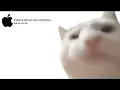 iPhone Ringtone but by a CAT