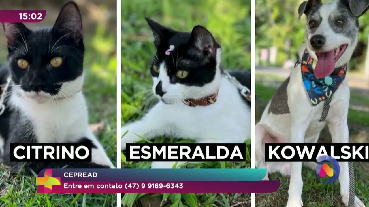 Me Adota: Ver Mais incentiva a adoção responsável