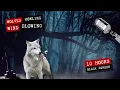 Download Lagu Night forest with the sound of wolves howling and wind blowing 🐺
