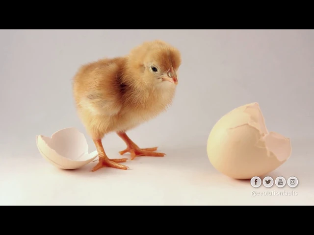 أخطاء نظرية التطور ٧  من جاء أولا البيضة أم الدجاجة   Which Came First The Chicken or the Egg