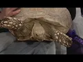 We re talking tortoises with Scaly Tailz - 23