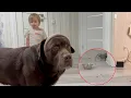 Lagu Wie ruimt de etensresten op? De hongerige labrador of het jongetje? 😅