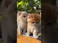 Two cutie pie 💞#shorts#youtube#cat#lover#cutiepie#short video #love#cat#