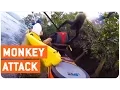 Download Lagu Monkeys Attacks Kayaker | Monkey Island