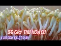 Plump white bean sprouts with few roots can be made into baskets and harvested in 36 hours 1 5