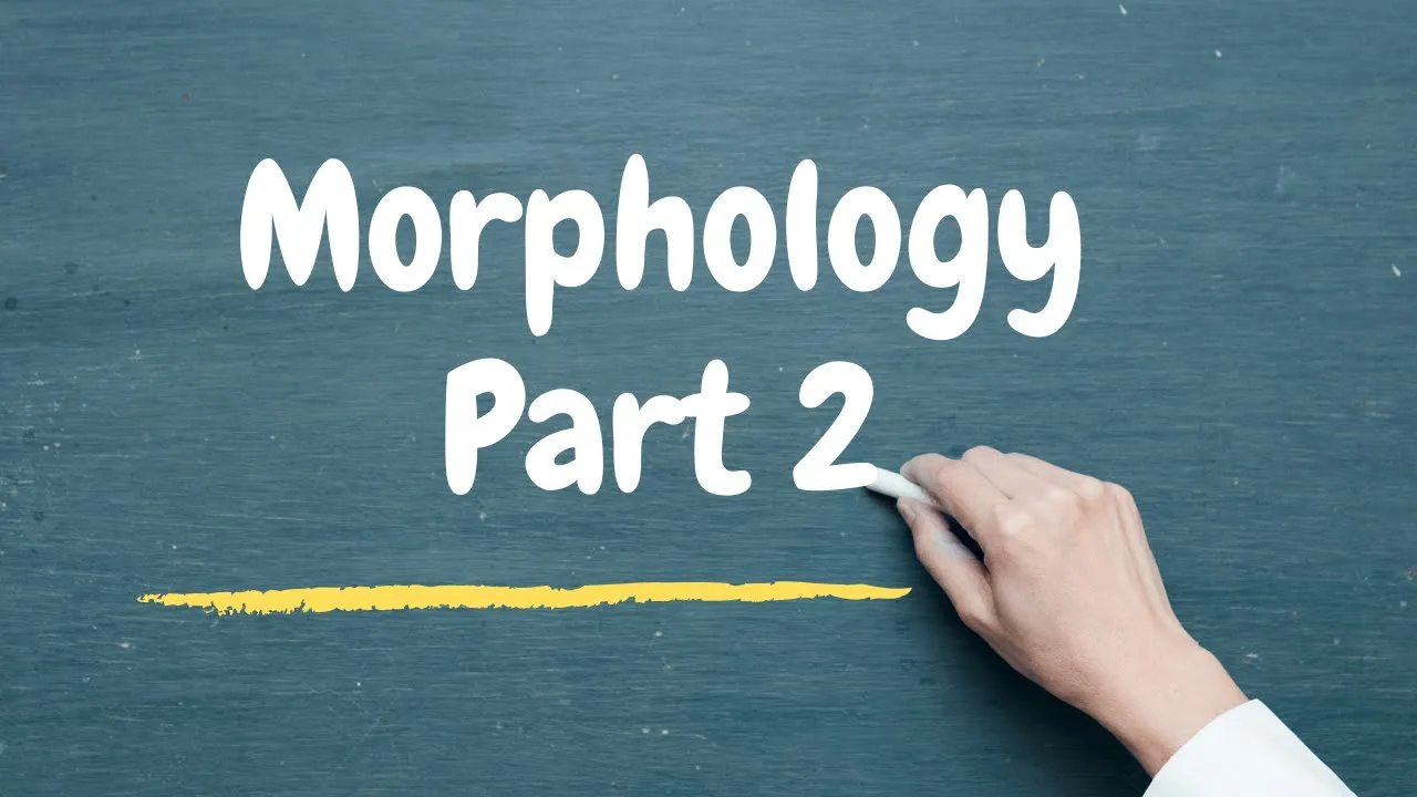 Class 4: Morphology  Part 2