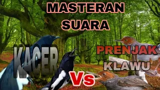 Download KACER Vs PRENJAK // Masteran \u0026 Pancingan istimewa MP3