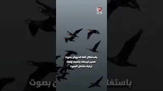 «فك شفرات وإشارات التواصل».. تقارير تكشف اقتراب الذكاء الاصطناعي من ترجمة حديث الحيوانات