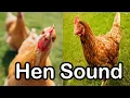 Lagu Hen sound effect  # no copyright   #