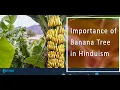 Significance of Banana Tree in Hinduism | Important Vedic Trees and Fruits | www.jothishi.com