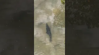 Not a bubble, not a ripple… SO SNEAKY!😳🐊