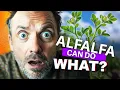 Alfalfa Benefits The Nutritional Powerhouse You Need to Know