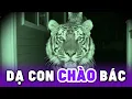 Download Lagu Khi Mèo dắt bạn về nhà chơi nhưng toàn là Giang Hồ Sở Thú 😂