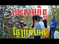 បេះតាមចិត្ត ផ្លែប្រក់មែក ផ្អែមត្រជាក់ដូចក្លាសេ