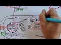 Cellular Respiration Summary