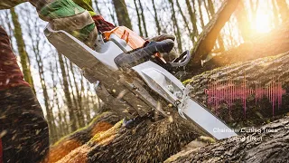 Chainsaw Cutting Trees Sound Effect 