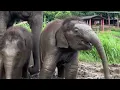 3 Baby Elephants Playing Together Will Melt Your Heart!