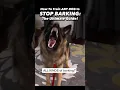 Download Lagu This is what I learned after 19 years training dogs to STOP BARKING 🙉 #dogtrainer #dogtraining #dog