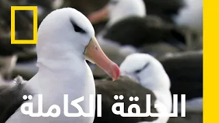 غزو جزيرة فوكلاند تجارب البرية ناشونال جيوغرافيك أبوظبي 