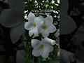 Download Lagu #obsession#ytshorts#fyp#whiteflower#trending#aesthetic#edit#athousandyears#love#songstatus#beautiful
