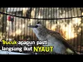suara trucukan memanggil teman/lawan ampuh untuk pancingan trucuk bahan agar bunyi