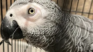 ببغاء يتنطط ويرقص Beautiful 